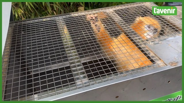 Pairi Daiza a accueilli trois singes dorés