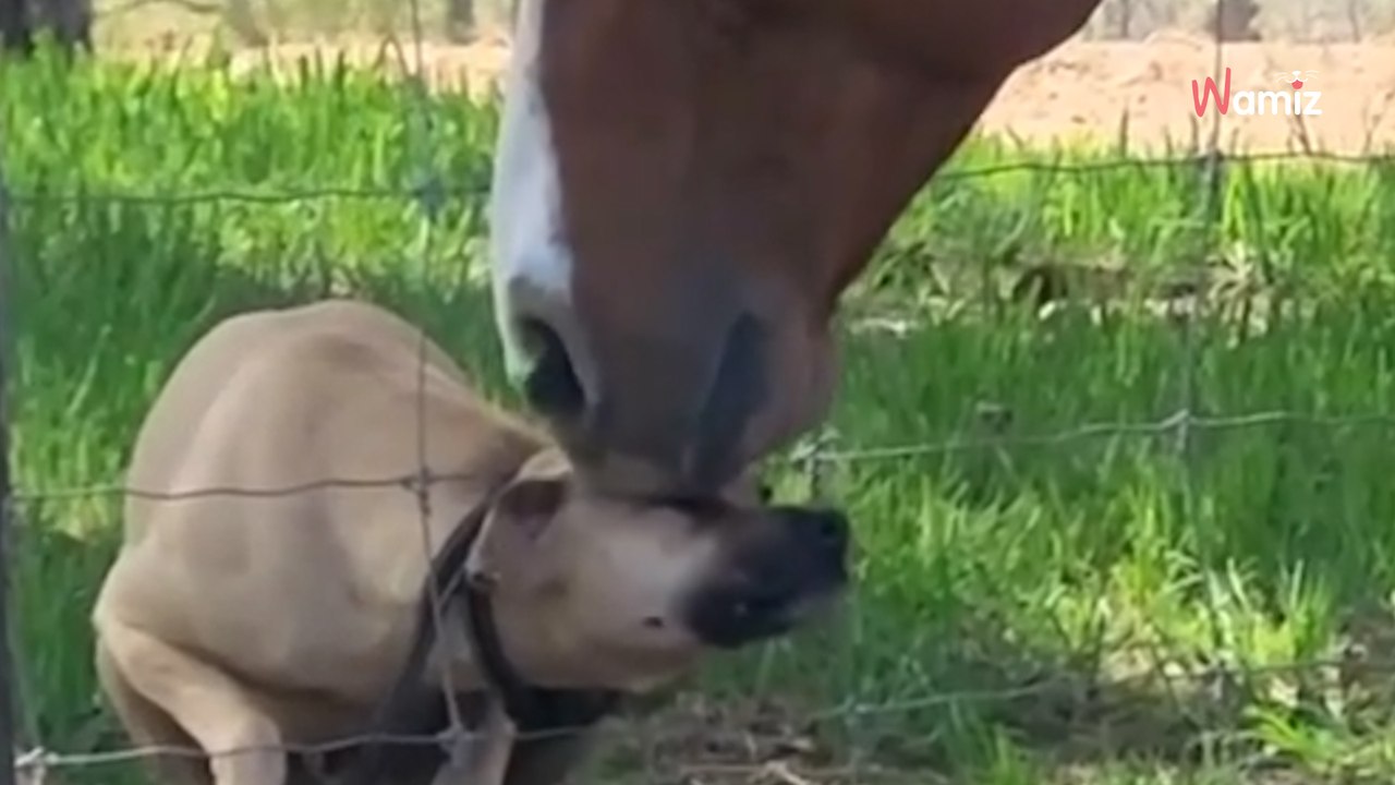 Süßer Welpe entdeckt ein Pferd: Was folgt, lässt alle Herzen dahinschmelzen(Video)