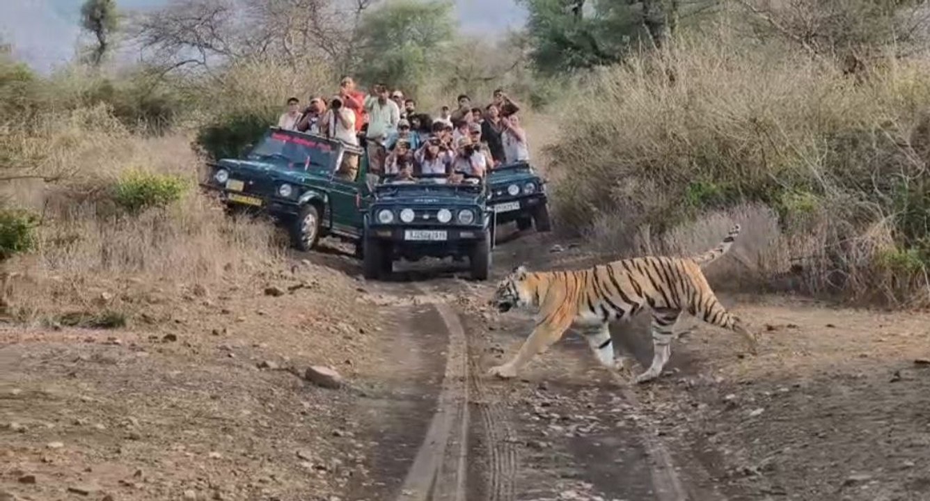 VIDEO: जिप्सी के आगे निकली बाघिन को देखकर पर्यट...