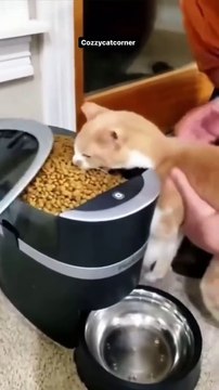Cats new viral funny video 📸🤣cat lover 😂 cat lovers 😍 cats fun #shorts #shortvideos #funnyvideos #viralshorts #viralvideos #comedy #cat #cats #catlover