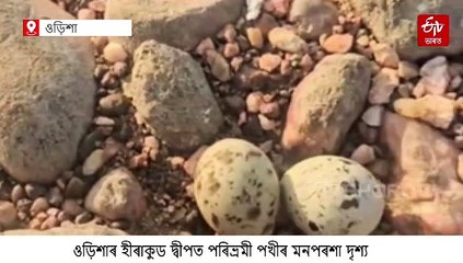 পৰিভ্ৰমী পক্ষীৰ বাবে আদৰ্শ প্ৰজননথলী হৈ পৰিছে ওড়িশাৰ হীৰাকুড দ্বীপৰ জলাশয়