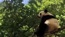 The daily life of pandas 🐼(89)   #Panda #Lovely