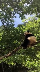 The daily life of pandas 🐼(89)   #Panda #Lovely
