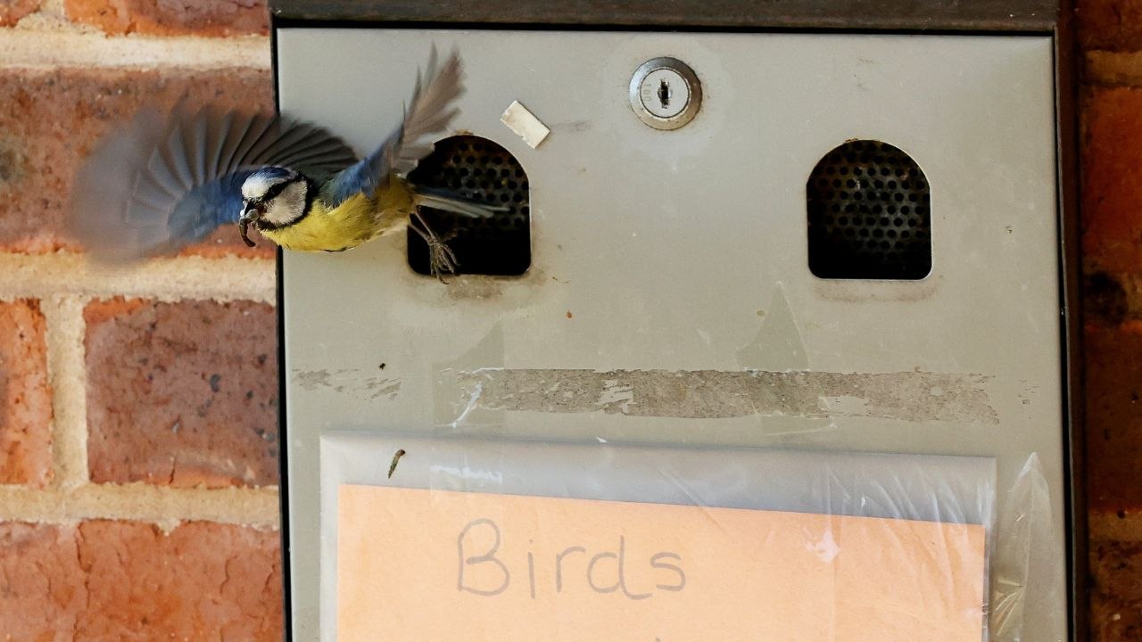 Blue tit family set up home in ashtray outside village hall