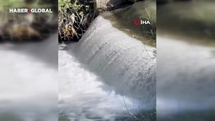 İnci kefallerinin ardından sıra onlarda: Zorlu yolculuk başladı