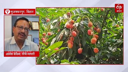 क्या होती है राष्ट्रपति और पीएम को भेजी जाने वाली लीची की सासियत, कैसे होता है तैयार? पढ़ें पूरी जानकारी