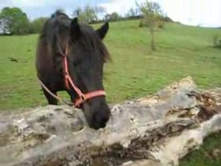 Néro VS la boîte de bonbons