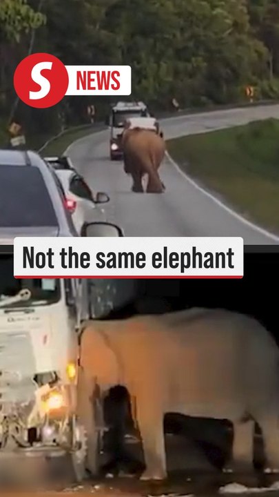 Viral video does not show same mother elephant – Perhilitan