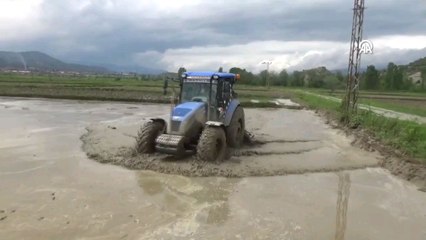 Sinop'ta çeltik ekimi başladı