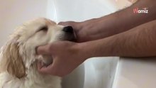 Szczeniak ma iść do pierwszej kąpieli. Opiekun wpada na genialny pomysł, aby oszczędzić mu stresu (video)