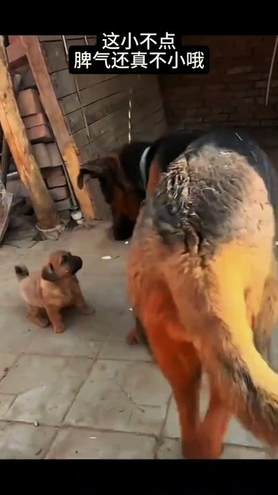 funny pets