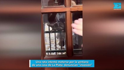 Una rata intentó meterse por la ventana de una casa de La Plata: denuncian "invasión"