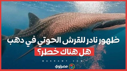 ظهور نادر للقرش الحوتي في دهب .. هل هناك خطر؟
