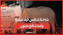 قصة حزن وغضب في ماليزيا .. شاحنة تدهس فيلًا صغيرًا وأمه تدافع بجنون
