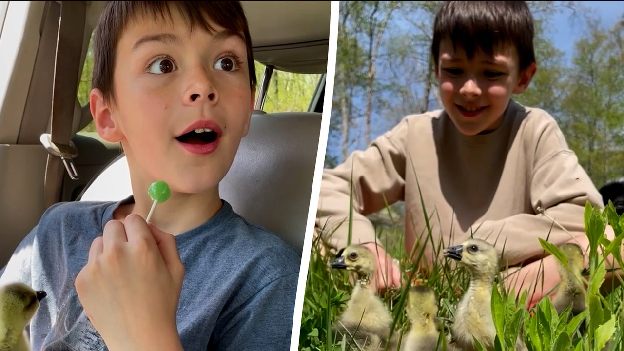 Delighted kid surprised with six goslings - after pet goose died