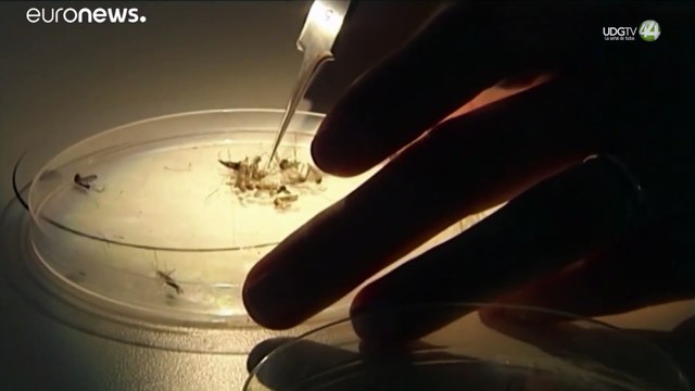 Contagios de dengue se mantienen, pero Jalisco sigue en primer lugar por número de casos
