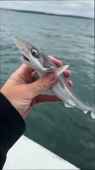 "Horses in the SNOW: You Won't Believe What Happens Next!"