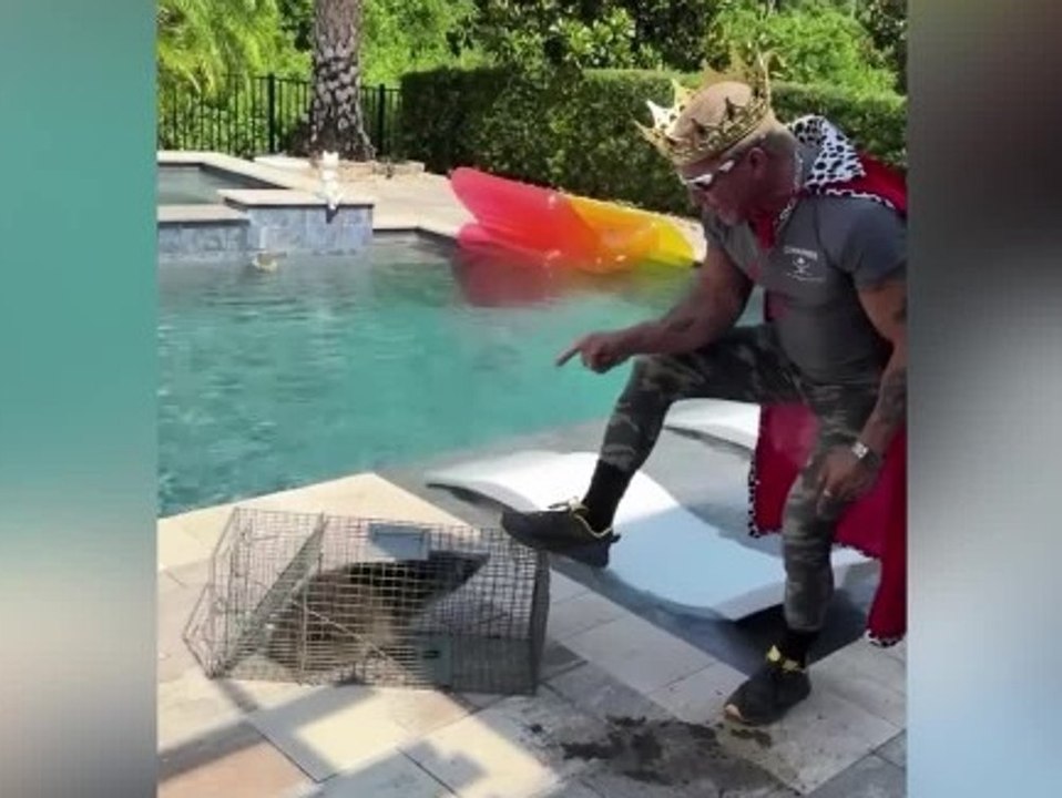Waschbär verrichtet sein Geschäft in Pool von Wrestling-Star