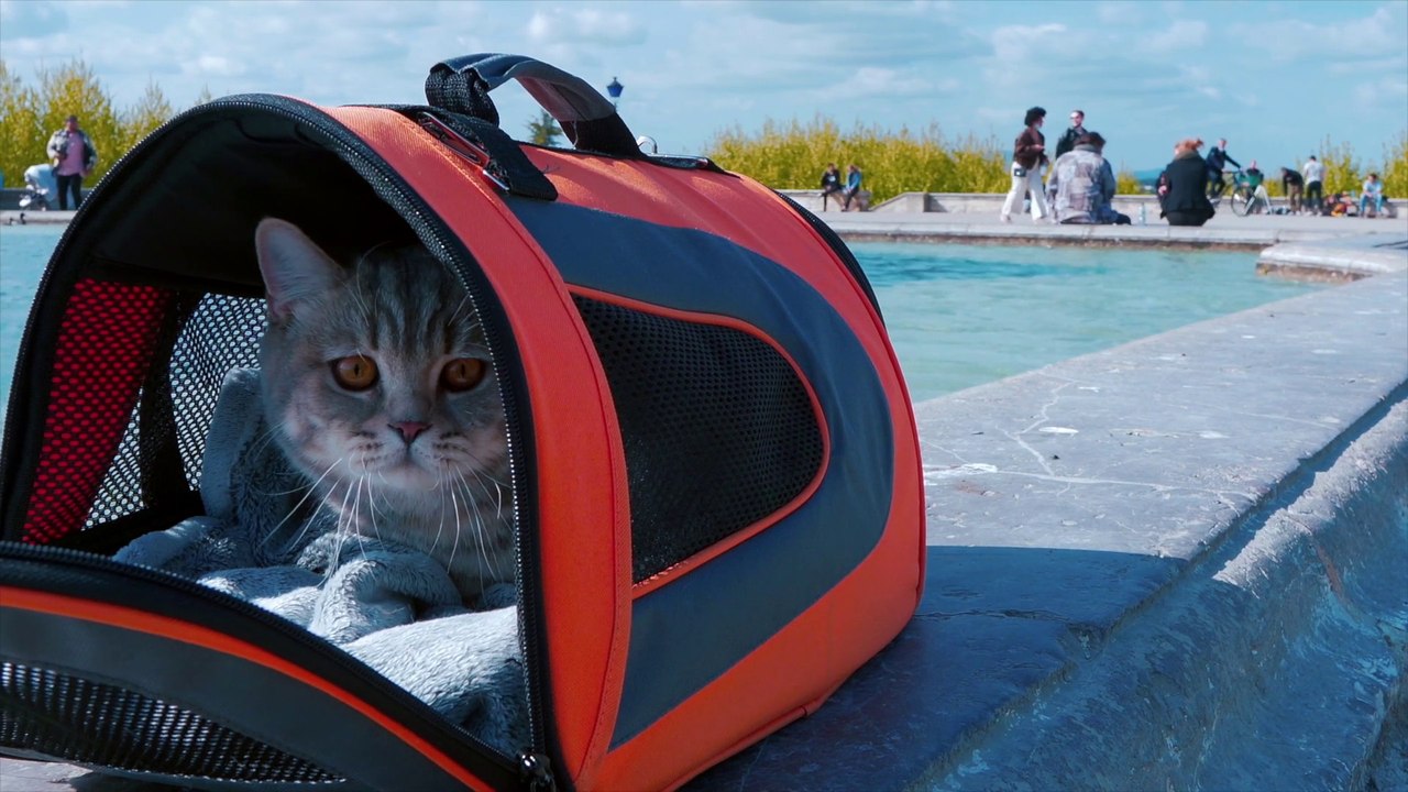 Viaggi in aereo, diventa più facile portare gli animali in cabina