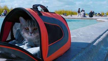 Viaggi in aereo, diventa più facile portare gli animali in cabina