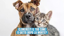 Cloneresti il tuo cane o gatto dopo la morte?