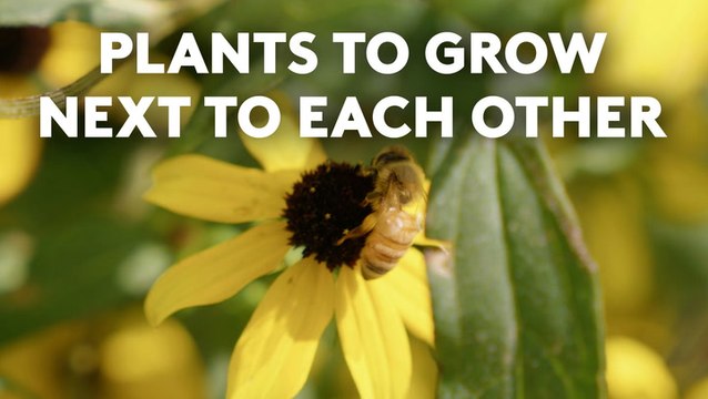 Plants You Should Always Grow Next to Each Other