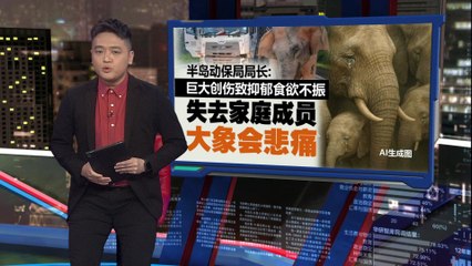 野生保护区加强防误闯公路措施，母象悲剧守护5小时🚧