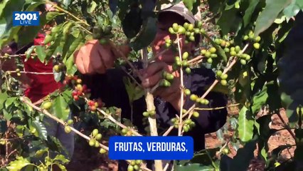 Conoce las despensas de alimentos gratuitas en Texas sin requerimiento condicional