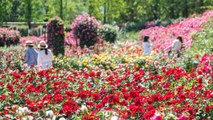 [기업] '40주년' 맞은 에버랜드 장미축제...16일부터 한 달간 개최 / YTN
