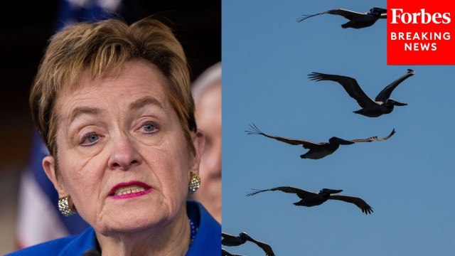 Marcy Kaptur Calls For Declaration Of National American Birding Week, Cites Economic, Conservation Gains