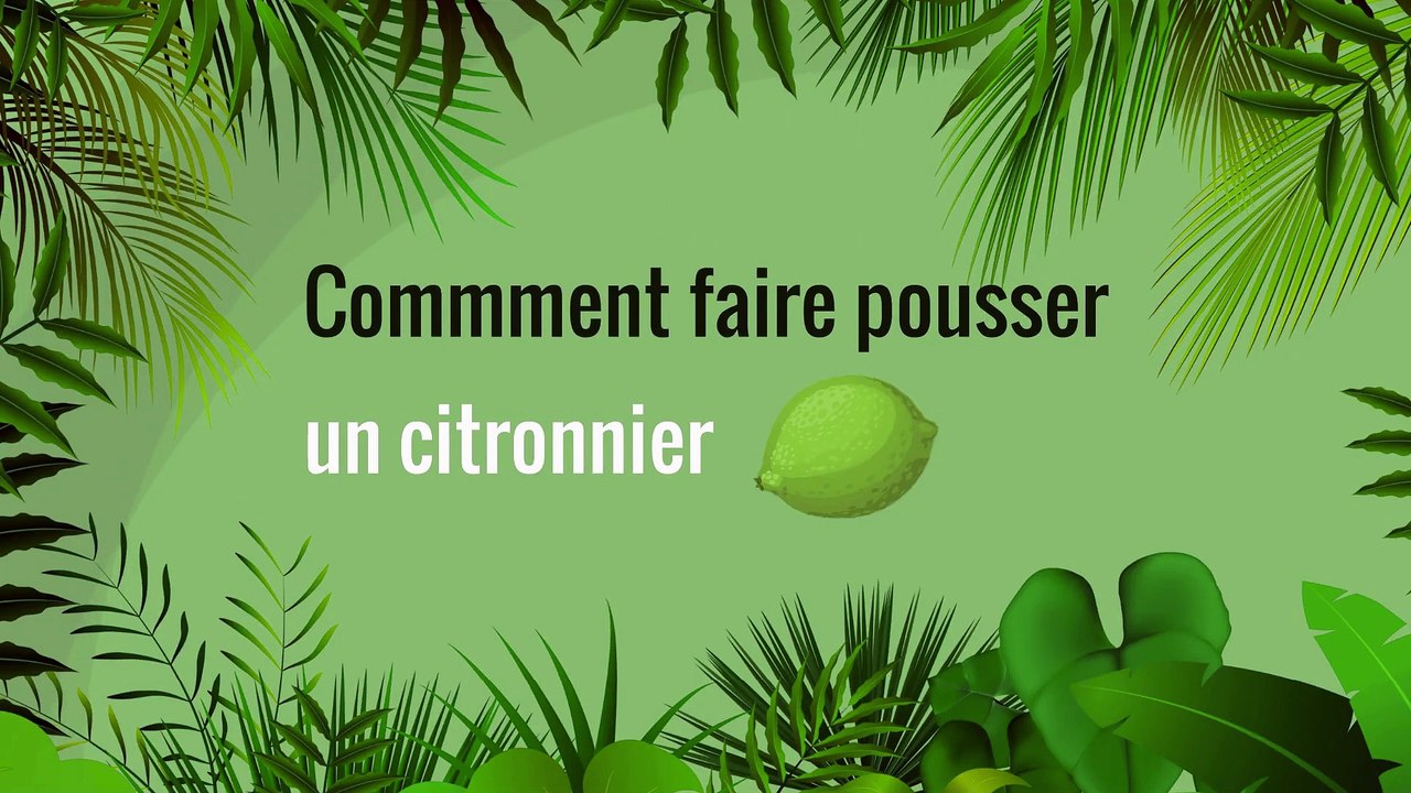 Comment faire pousser un citronnier ? 🍋🌳