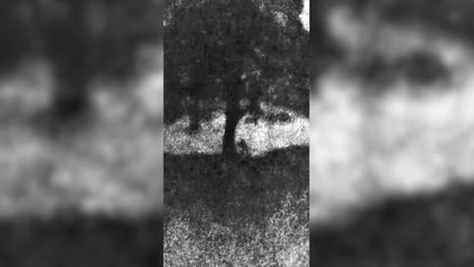 Sycamore Gap Scandal: Court Convicts Two Men in Landmark Case 🌳