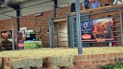 Cette vache veut juste rentrer à la maison