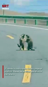El tráfico en una carretera se detuvo por un motivo insólito: ¡una pelea entre ardillas! El épico enfrentamiento entre estos pequeños roedores causó un embotellamiento que sorprendió a los conductores.