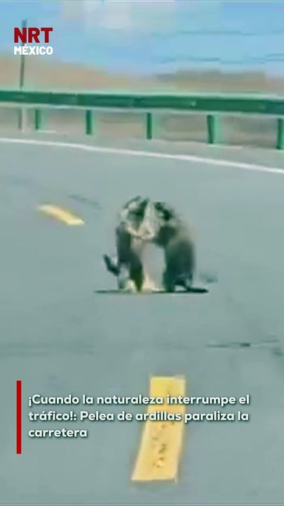 El tráfico en una carretera se detuvo por un motivo insólito: ¡una pelea entre ardillas! El épico enfrentamiento entre estos pequeños roedores causó un embotellamiento que sorprendió a los conductores.