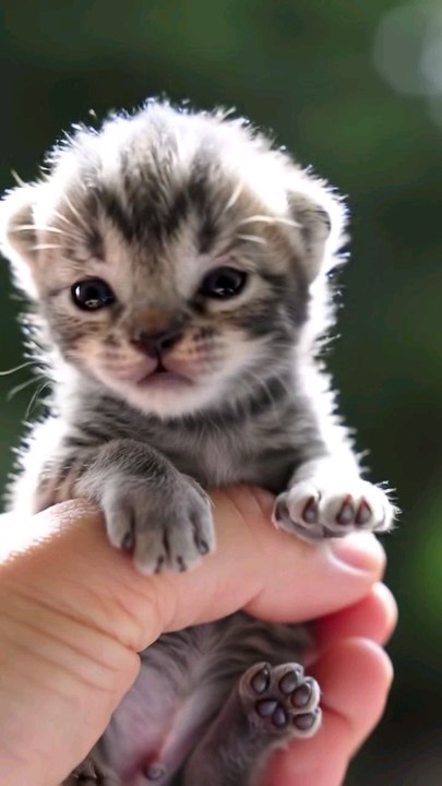 Cute cat 😻