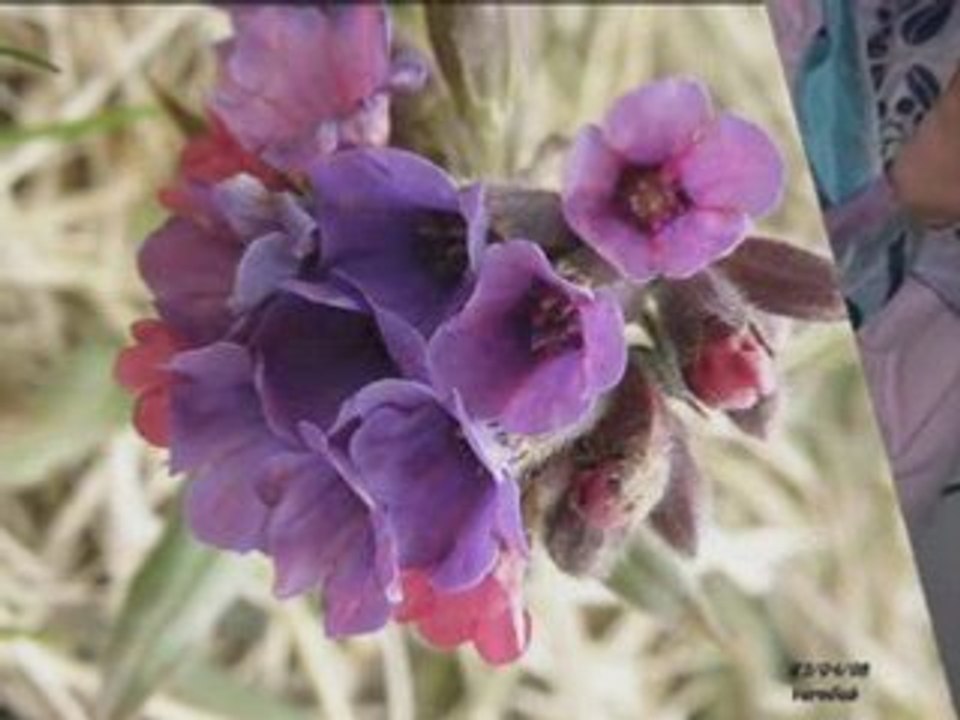 JOYEUX ANNIVERSAIRE VERO