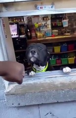 Saleemoffical presentation-give me five #dog