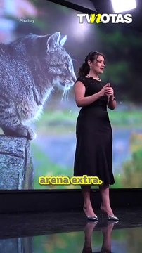 Guía básica sobre primeros auxilios en gatos