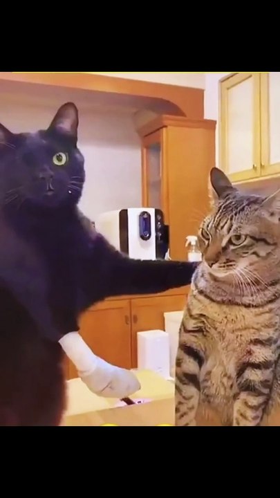 Cats new viral funny video 📸😍cats fight funny video 😂📸 cat lover 😍😂#cat #animals #shorts #shortvideos #funnyvideos #viralvideos #viralshorts #comedy