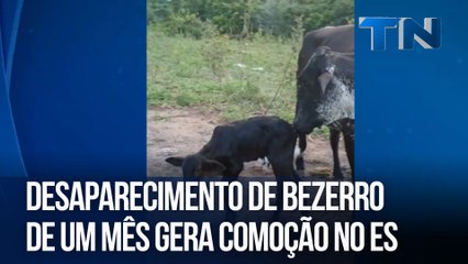 Desaparecimento de bezerro de um mês gera comoção no ES