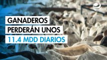 Ganaderos perderán 11.4 millones de dólares diarios por lo que dejen de vender a Estados Unidos