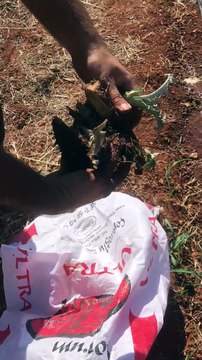 Gölevez rizomu dikimi (Planting of taro root rhizome)