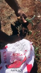 Gölevez rizomu dikimi (Planting of taro root rhizome)