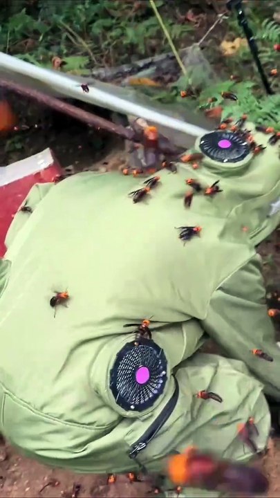 Woman Covered by Thousands of African Killer Bees