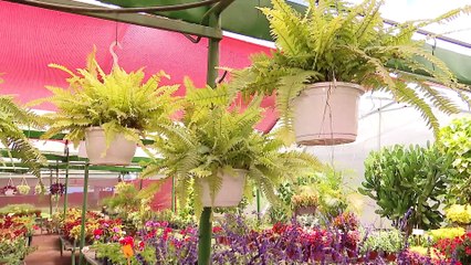 PASE 12 MAYO CUIDADOS DE LOS HELECHOS EN INVIERNO