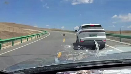 Briga de marmotas provoca congestionamento e viraliza na internet