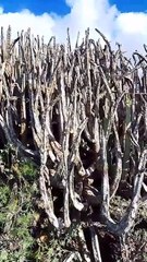 Federación de Caza 🦌