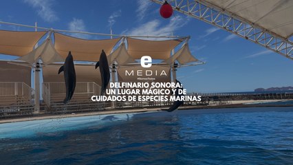 Delfinario Sonora: Conoce a Mauricio, Tana y Moana 🐬