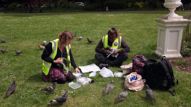 Pigeon rescue crew find peace in tending London's flocks